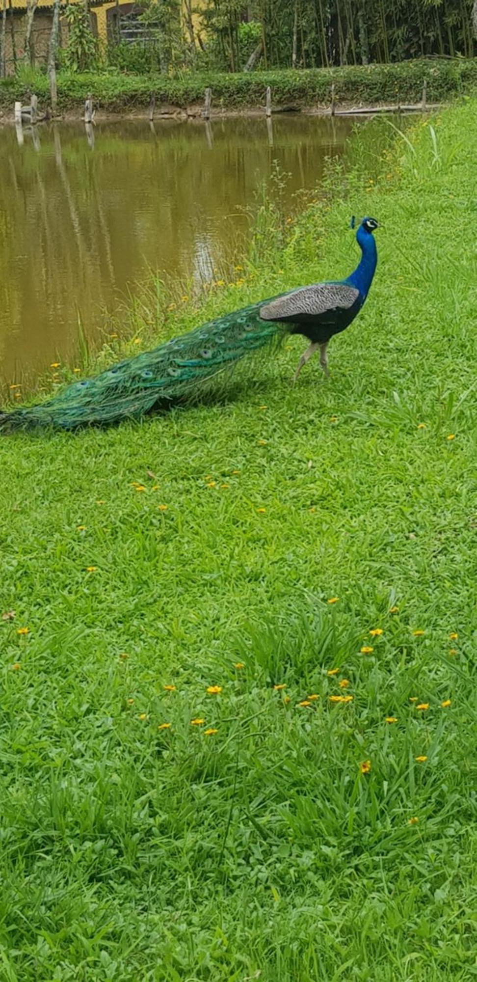 Bela Chacara Villa Suzano Værelse billede